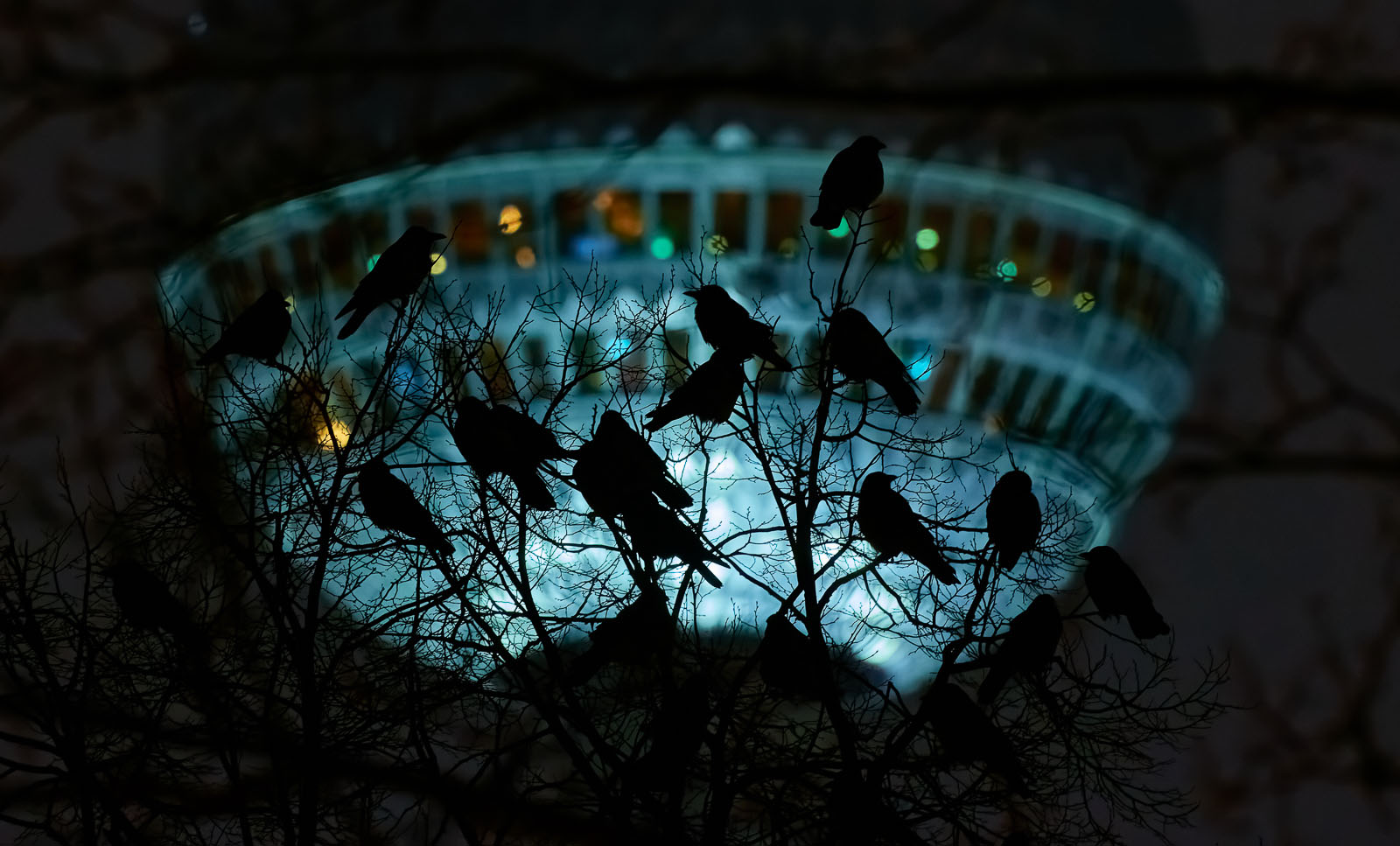 Poignant Image of 4,000 Birds That Died Colliding With Buildings Wins ...
