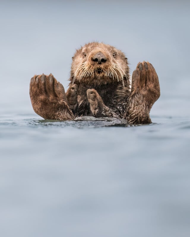 A sea otter floats on its back in calm water, facing the camera. Its front paws are raised in the air, and its belly and head are visible above the water's surface. The background is a soft, blurred blue, focusing attention on the otter's curious expression.