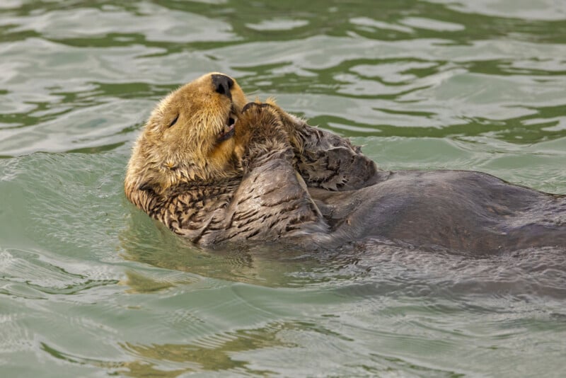 A sea otter floats on its back in the water, with its paws held up to its mouth. Its fur appears wet and matted from swimming, and it seems to be enjoying a moment of relaxation or grooming. The water around it has gentle ripples.