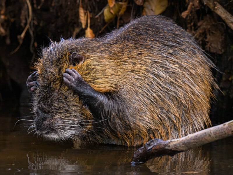 A beaver stands in shallow water near a muddy bank, with its front paws touching its head as if scratching. Its fur is wet and brown, and it appears to be concentrating or grooming itself. There is a branch in the foreground and some leaves in the background.