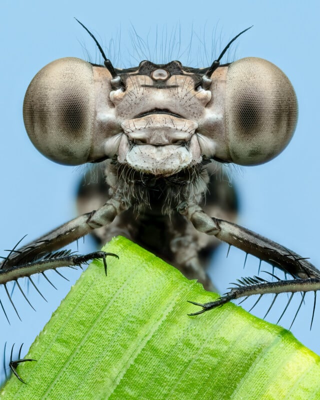 Close-up macro photograph of a dragonfly's face. The insect features large, multi-faceted eyes, short antennae, and detailed, textured exoskeleton. It clutches onto a green leaf with its legs, while the background is a clear blue sky.