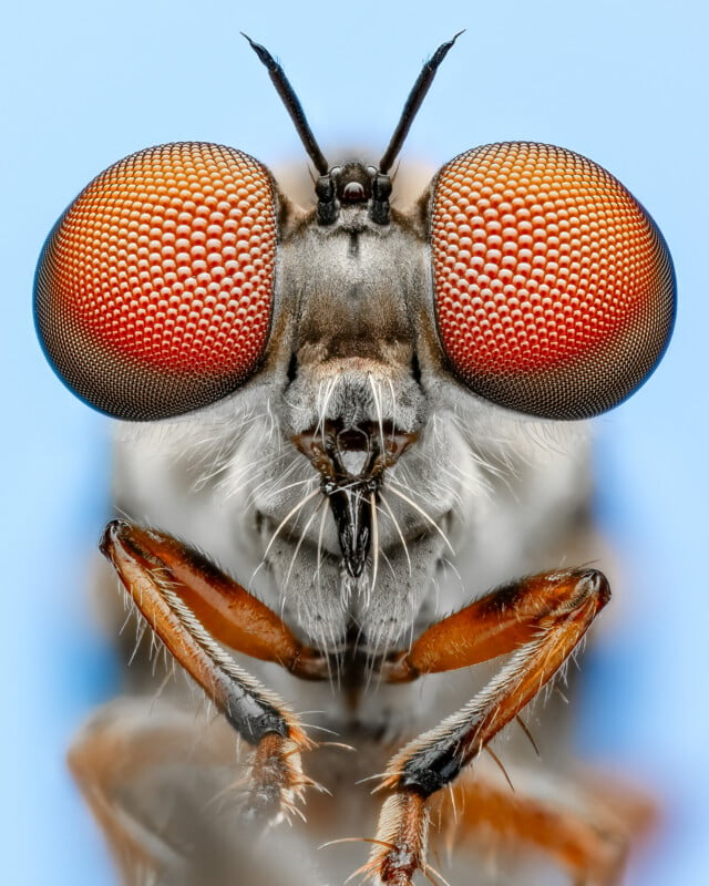 Close-up photograph of a fly's face with large, orange compound eyes, short antennae, and fine hairs covering its body. The image showcases intricate details of the fly's eyes and facial structure against a pale blue background.