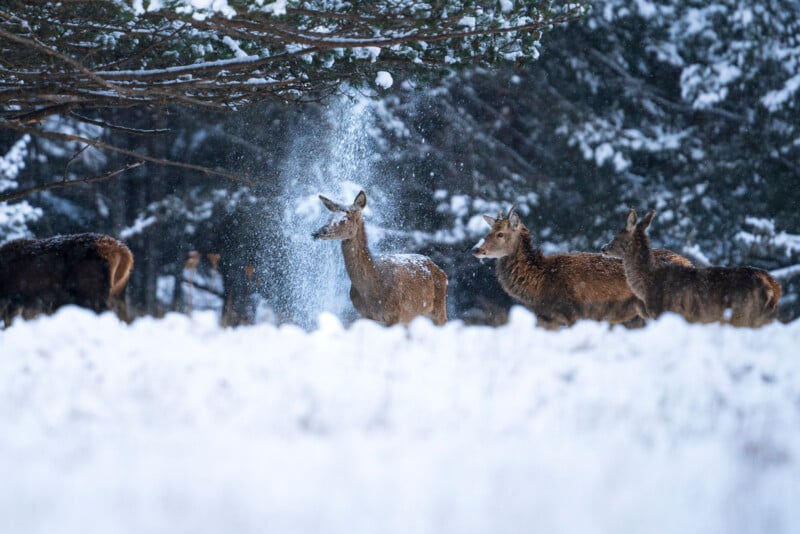 A group of deer stands in a snowy forest clearing. One deer is shaking its head, causing snow to scatter, while the other deer watch. Pine trees, dusted with snow, are visible in the background. The ground and trees are covered in a thick layer of snow.