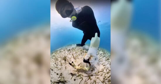A scuba diver in a black wetsuit and white gloves interacts with an octopus underwater. The diver is holding one of the octopus's tentacles while floating above a sandy seabed covered with sparse seaweed.