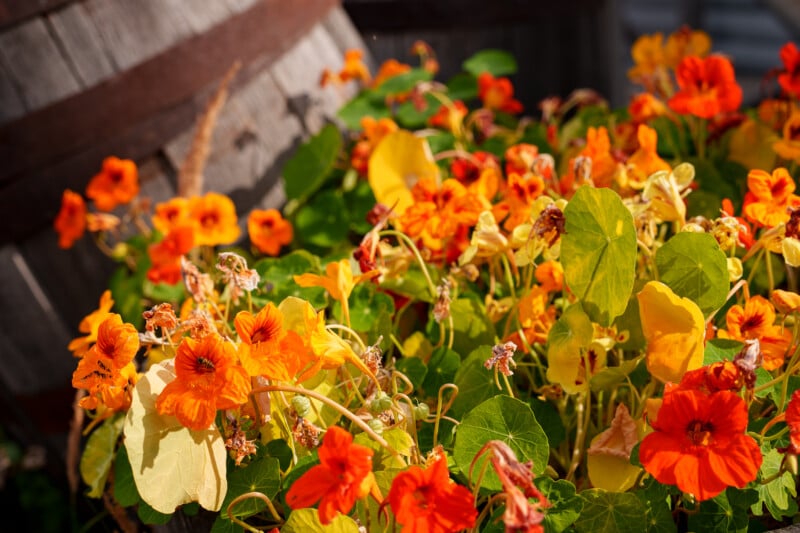 A vibrant cluster of orange and yellow nasturtium flowers in full bloom is growing beside a large wooden barrel in a garden. The sunlight highlights the petals, creating a warm and lively scene with lush green foliage.