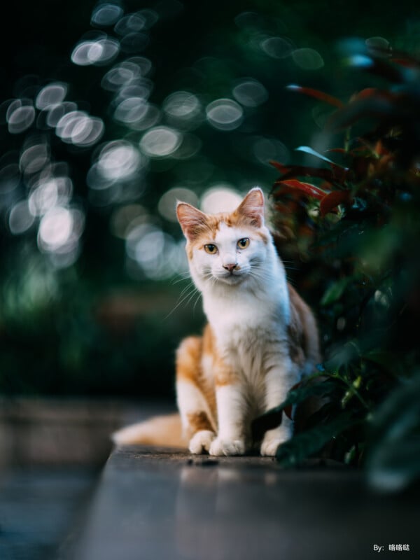 A white and orange cat with green-yellow eyes sits on a concrete ledge, surrounded by lush green foliage. The background is softly blurred with circular bokeh effects, creating a dreamy atmosphere. The cat's ears are alert, and it gazes attentively at the camera.