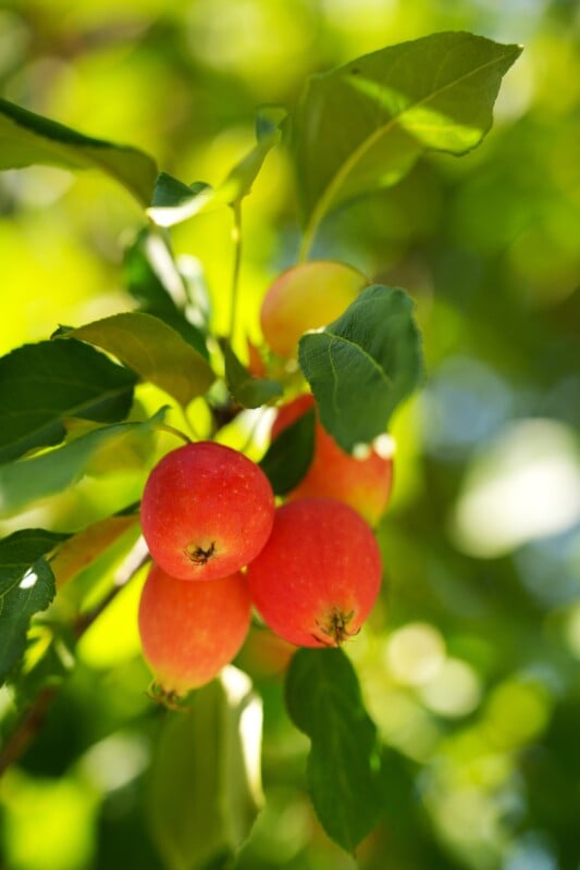 Close-up of red apples hanging from a tree branch, surrounded by green leaves. The apples are small and appear to be ripe, illuminated by sunlight filtering through the foliage. The background is slightly blurred, highlighting the apples in focus.