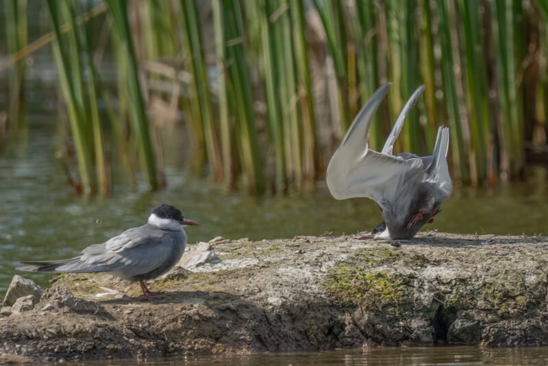 Two terns are perched near a body of water with tall reeds in the background. One tern is standing on the ground with a calm posture, while the other is landing or displaying, with wings outstretched and beak pointing down toward the ground.