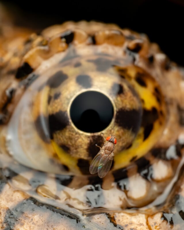 A close-up shot of a small fly with red eyes resting on the surface of a larger animal's eye. The larger eye has a circular black pupil and mottled brown, yellow, and black tones, indicating it might belong to a reptile or amphibian. The scene is detailed and sharp.