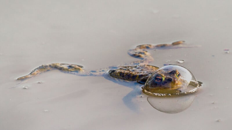 A frog floats partially submerged in murky water, with only its head and front legs visible. An air bubble surrounds its nose and eyes, creating a clear, reflective dome on the water's surface. The frog's speckled, textured skin blends with the surrounding water.