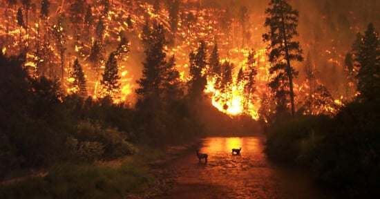 A raging wildfire engulfs a forest at night, with intense flames lighting up the sky and dense smoke billowing. Two deer stand in a shallow river, silhouetted against the fiery backdrop, seemingly seeking refuge from the encroaching blaze.