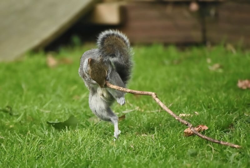 A squirrel standing on grassy ground, holding a long, thin stick in its mouth. It looks as if it's in mid-motion, possibly dragging or inspecting the stick. The background features blurred wooden planks and out-of-focus foliage.