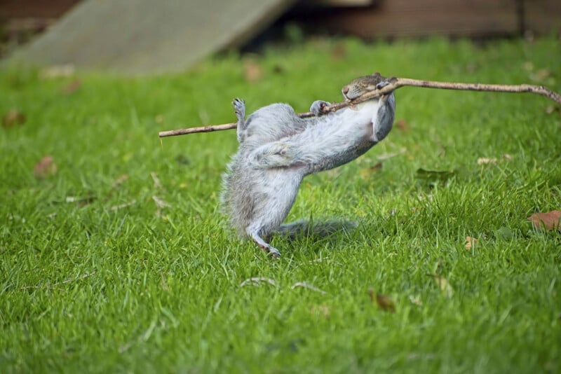 A squirrel stands on its hind legs in a grassy area, holding a long stick in its mouth. The squirrel's front paws are off the ground as it appears to be balancing or playing with the stick.