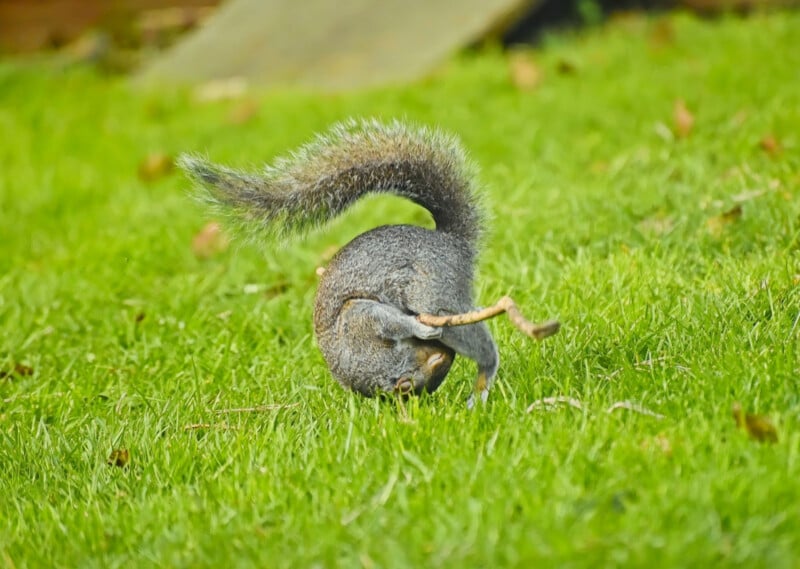 A squirrel is on the grass with its back turned, tail raised and head down, digging or foraging.