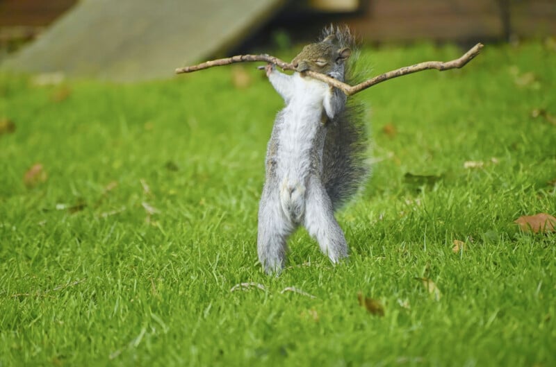 A squirrel stands on its hind legs, grasping a large stick in its front paws. The squirrel is on green grass, with a blurred background that hints at a wooden structure.