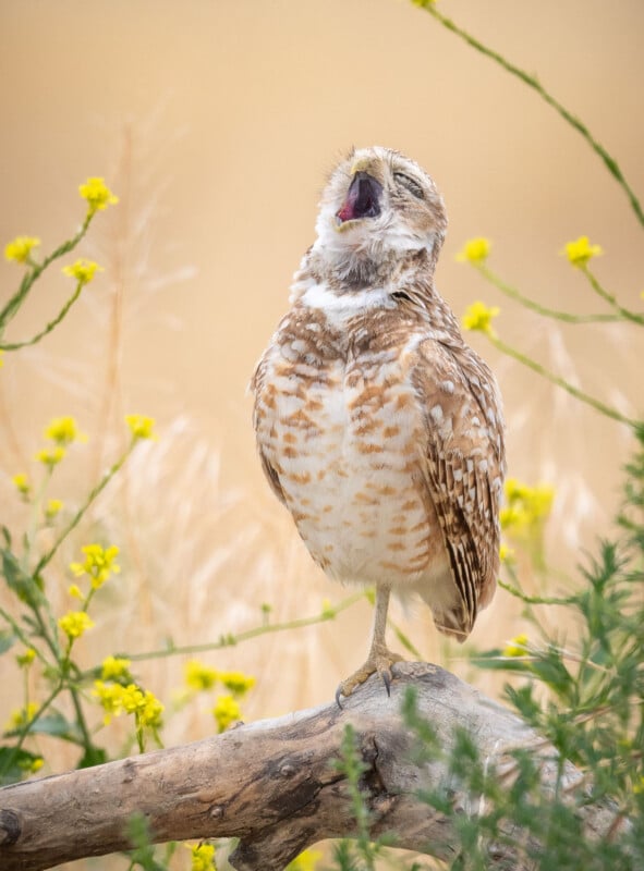 A burrowing owl stands on one leg on a wooden branch in a field of yellow wildflowers. Its eyes are closed and beak open, as though it is yawning or singing. The background is a soft blur, emphasizing the owl's feather patterns and surroundings.