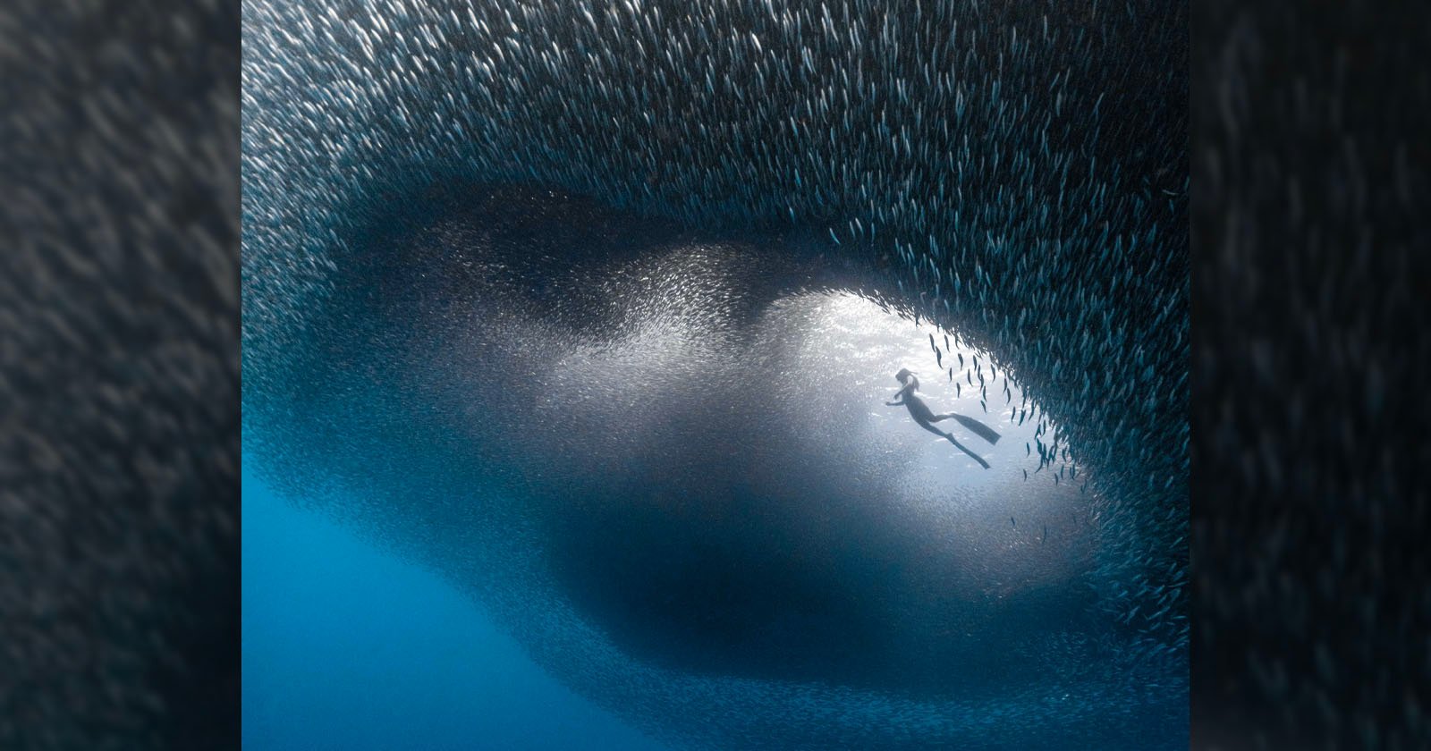 A lone diver swims beneath a large, swirling school of fish in deep blue ocean water. The fish form a massive, dynamic shape that filters the sunlight, creating a mesmerizing spectacle of light and shadow around the diver.