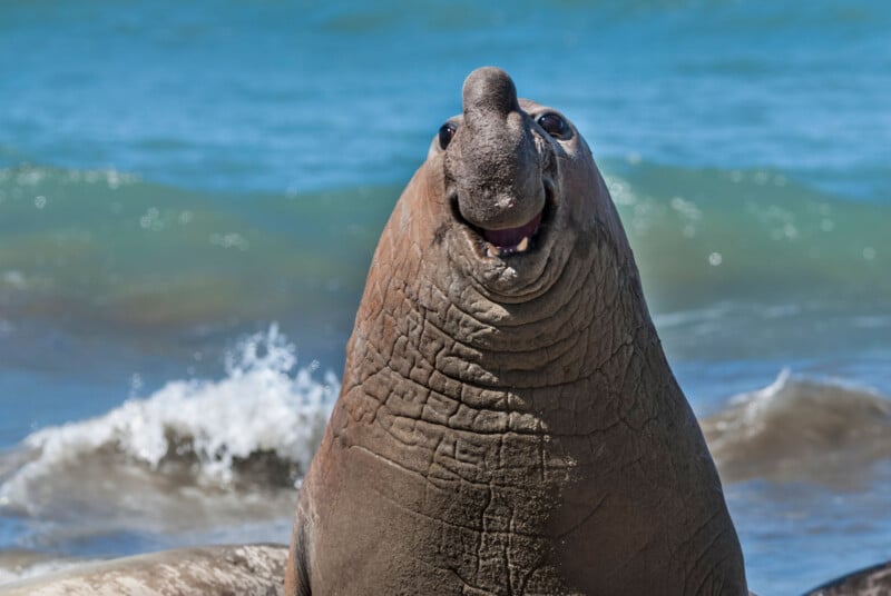 A male elephant seal with a large, distinct nose is sitting on a shoreline with ocean waves and a clear sky in the background. The seal's mouth is slightly open, revealing a set of teeth, and its wrinkled neck and body are prominently visible.