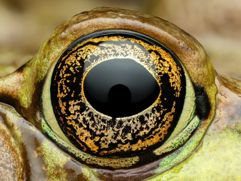 Close-up shot of a frog's eye showcasing intricate details. The eye is large and round with a glossy black pupil surrounded by a marbled pattern of gold, brown, and green hues. The surrounding skin has a wet, textured appearance.