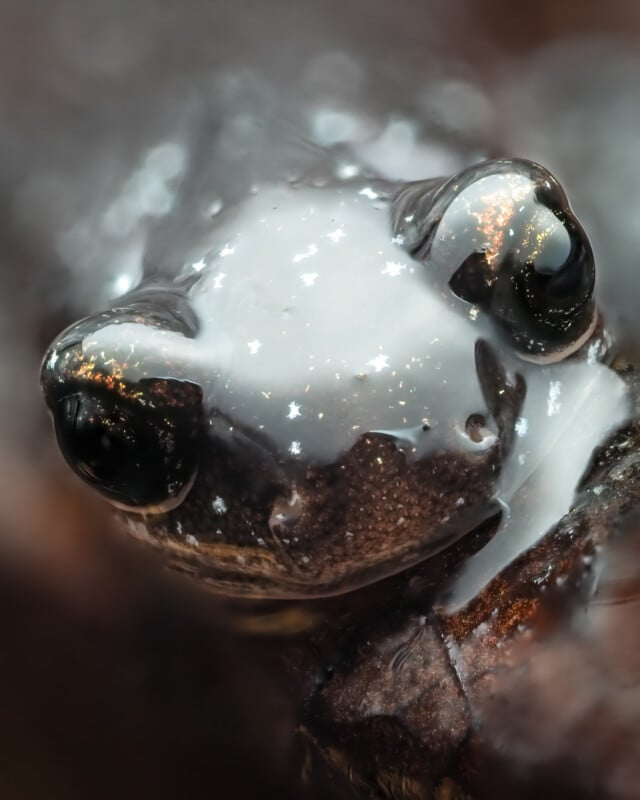 Close-up image of a frog with smooth, shiny skin, reflecting light. The frog's eyes are prominent, appearing glassy and black, with star-like light reflections on its head, giving it a mystical, ethereal appearance. The background is blurred out of focus.