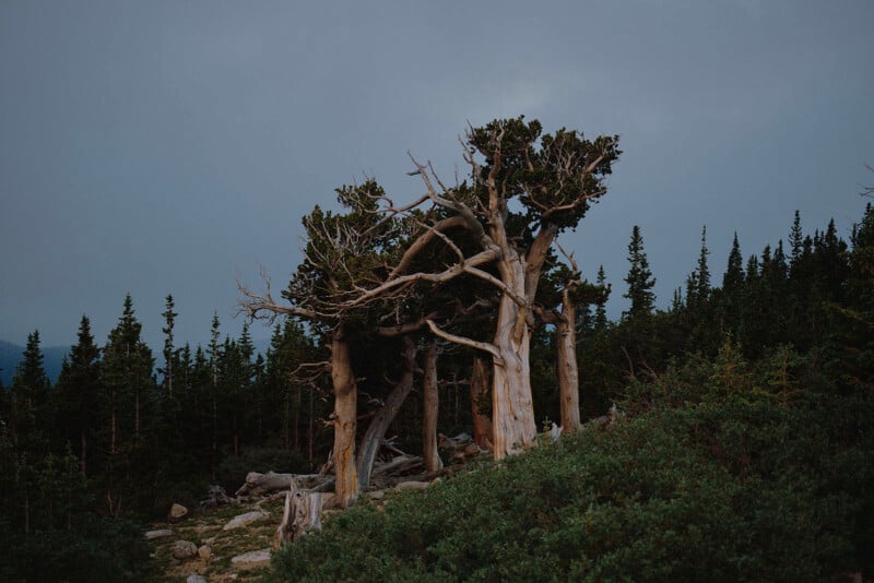 An eerie, dense forest scene featuring a group of old, gnarled trees with twisted branches in the foreground. The sky is overcast, casting a somber mood, while evergreen trees populate the background, suggesting rugged, mountainous terrain.