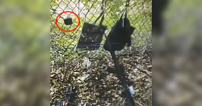 A small black and white soccer ball is stuck in a chain-link fence, circled in red. Nearby, two black bags hang on the fence. The ground below is covered with dry leaves.