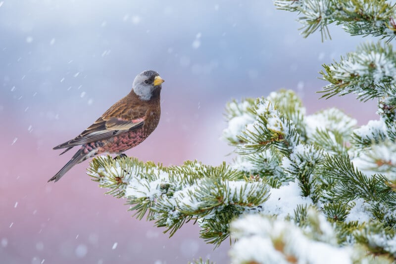 A bird with brown and pinkish feathers and a yellow beak perches on a snow-covered evergreen branch. Snowflakes fall gently around the bird, and the background is a soft blur of blue and pink hues, suggesting a wintery setting.