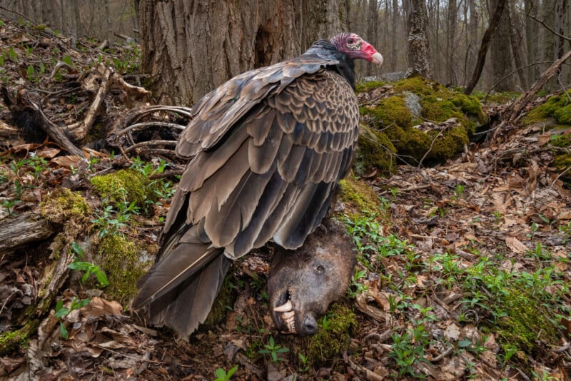 A turkey vulture, identifiable by its red head and dark feathers, stands on a forest floor surrounded by moss and leaves. The vulture is perched on the carcass of a dead animal, partially concealed among the ground foliage. Trees and dense woodland are in the background.