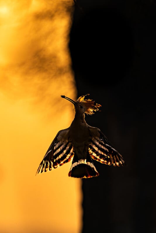 A bird in mid-flight, silhouetted against a golden sky, with wings spread wide and a crest of feathers on its head. The sun is setting in the background, illuminating the bird's feathers with a warm glow. The scene exudes a sense of motion and freedom.