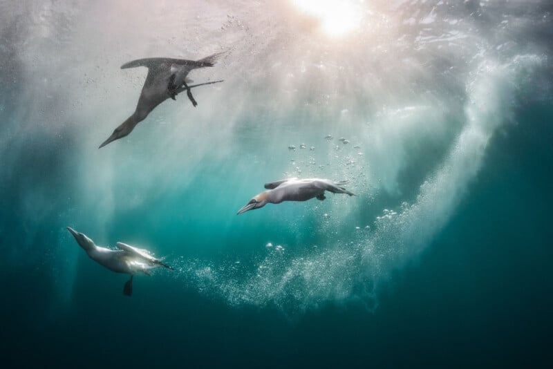 Underwater photo of three gannets diving into the ocean. The top gannet is descending straight down, while the other two are swimming towards the bottom left corner, with bubbles trailing behind them. Sunlight filters through the water, creating a radiant effect.