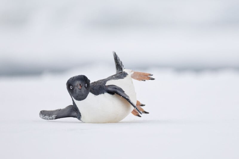 Een pinguïn glijdt op zijn buik over een besneeuwde ondergrond en lijkt te bewegen. De achtergrond is een wazige uitgestrektheid van ijs en sneeuw, wat de koude winteromgeving benadrukt. De flippers van de pinguïn zijn uitgeschoven en hij kijkt recht vooruit.