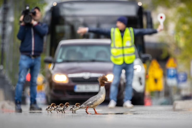 A duck leads a line of ducklings across a city street as a crossing guard guides traffic. A camera operator films the scene from the side, while a bus and a car wait in the background.