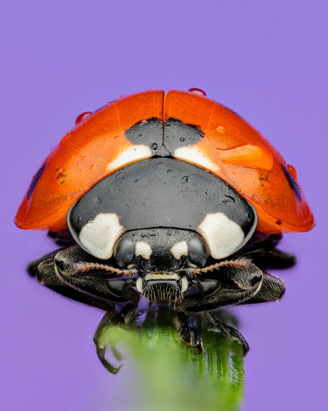 Close-up macro photograph of a ladybug perched on a green stem against a purple background. The image shows intricate details of the ladybug's red and black spotted shell, antennae, and legs, with water droplets adorning its back.