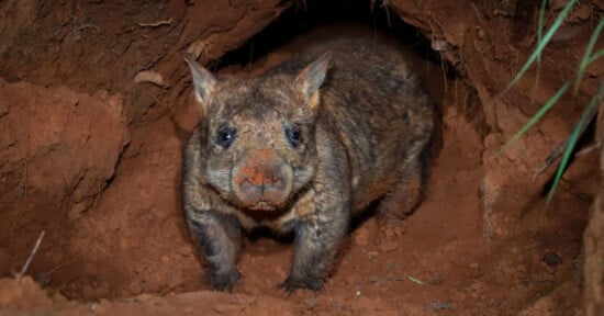 A wombat with a dusty nose stands at the entrance of a burrow, peering out. The animal's fur is slightly matted with dirt, and it appears curious or cautious as it surveys its surroundings. The burrow is dug into reddish-brown, earthy soil.