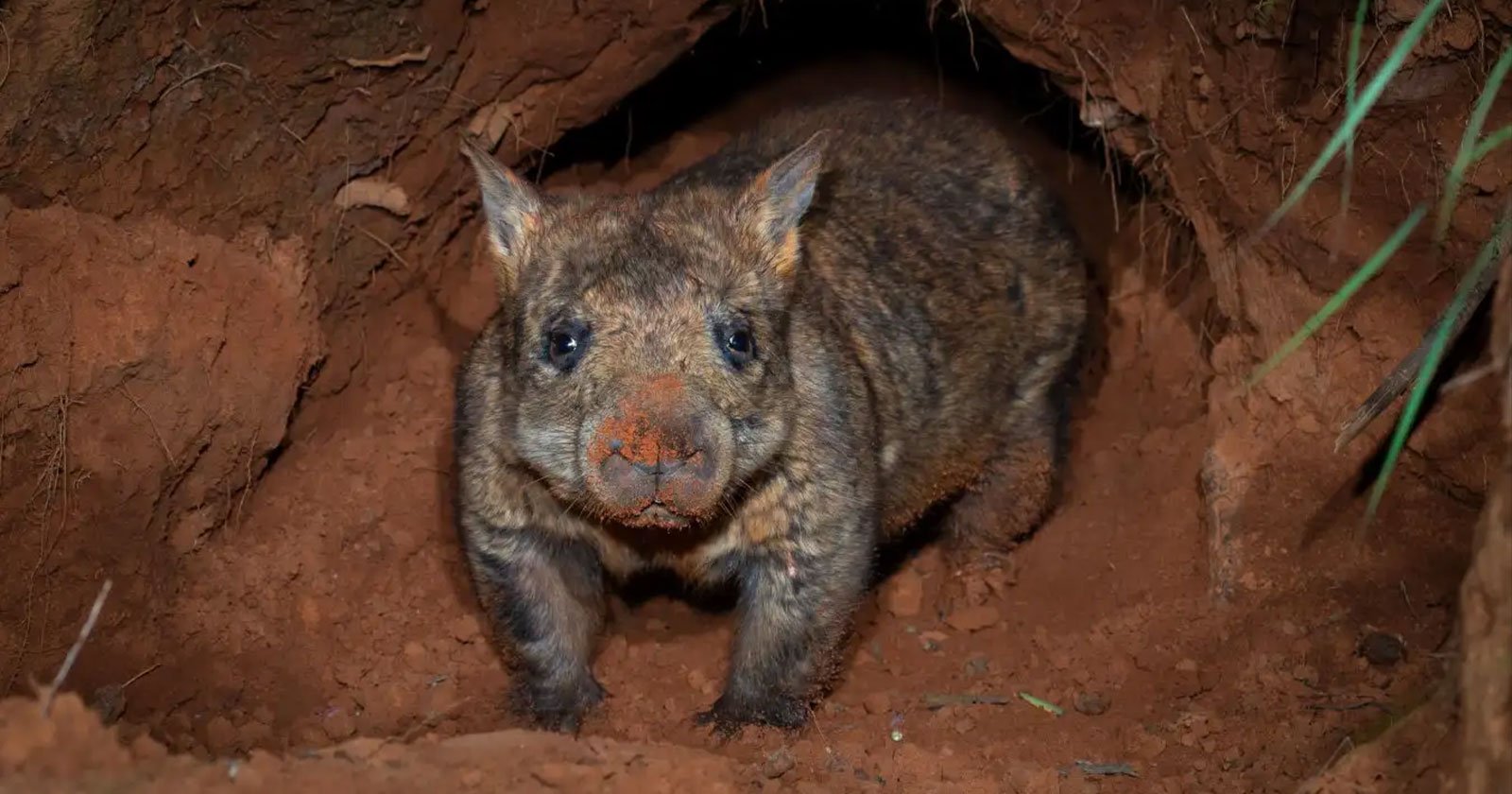 Camera Trap Captures Rare Endangered Wombat and Echidna