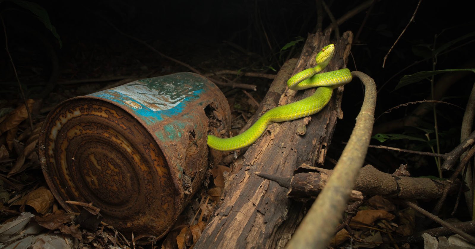 A bright green snake is coiled on a tree branch in a dark forest. Beside the branch is a rusty, discarded tin can lying on the forest floor amidst dried leaves. The dim lighting adds a mysterious atmosphere to the scene.