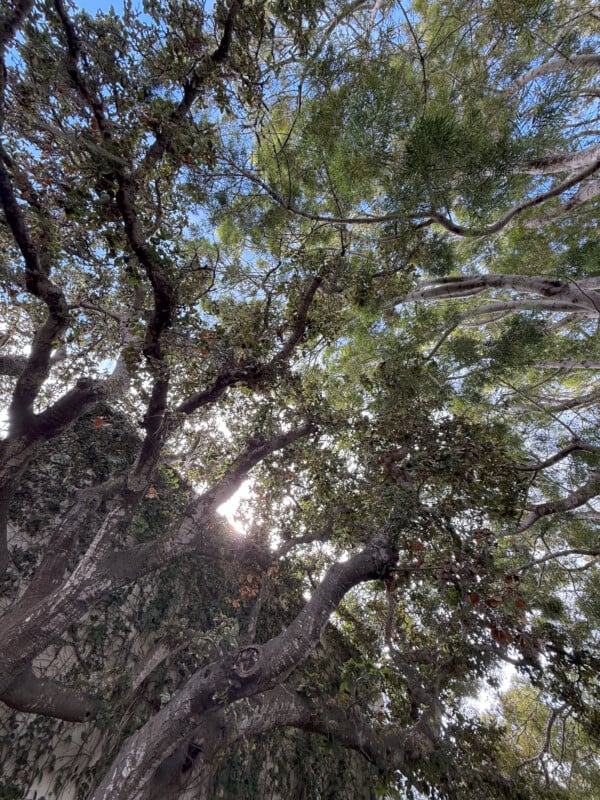 Looking up through the branches of a large tree with lush green leaves. Sunlight filters through the leaves, casting dappled light and shadow patterns. The sky above is clear and blue.