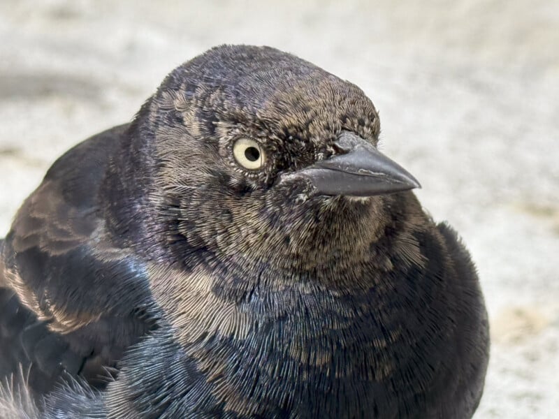 Close-up image of a black bird with iridescent feathers. The bird has a piercing light-colored eye and a sharp, black beak. The background is a blurred, neutral tone, making the bird the focal point of the image.