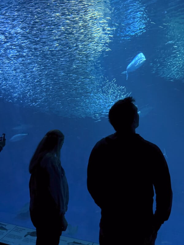 Two people stand in front of a large aquarium, silhouetted by the blue glow of the water. Small fish swim densely near the top, while larger fish move more sparsely in the water. One person is looking up at the fish, while the other appears to be taking a photo.