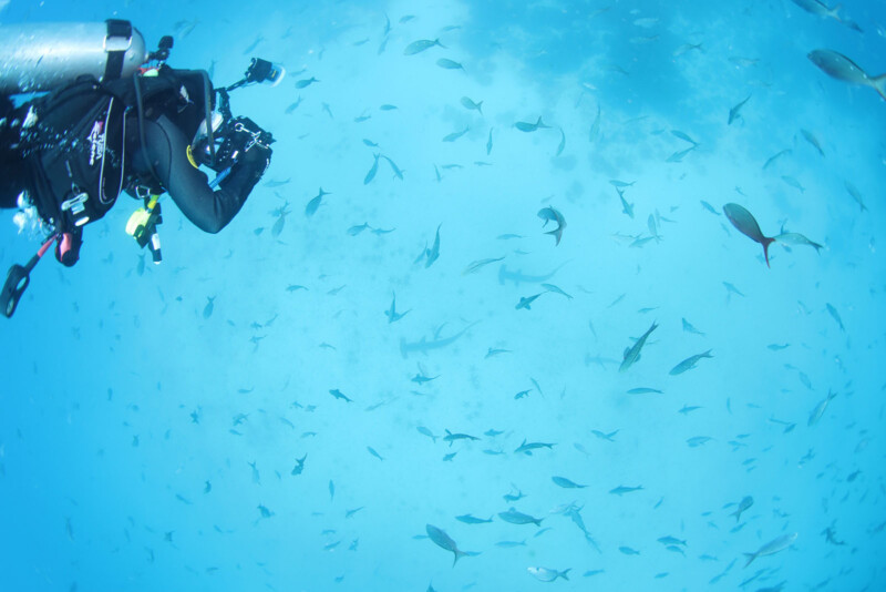 A scuba diver is underwater, capturing footage or photos of marine life. The surrounding water is filled with a variety of fish and at least one hammerhead shark. The scene is bright due to the clear, blue water.