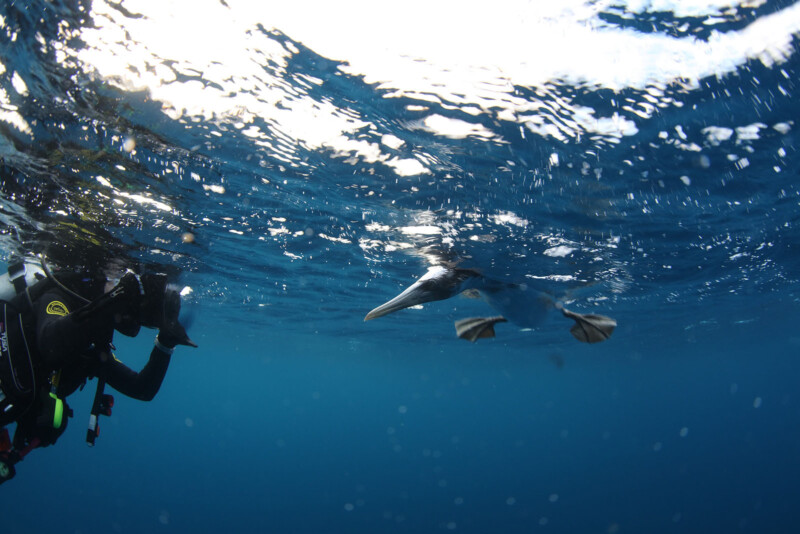 A scuba diver underwater photographing a swimming seabird, possibly a pelican, with its beak partially submerged. The water is clear and blue, with light filtering from the surface.