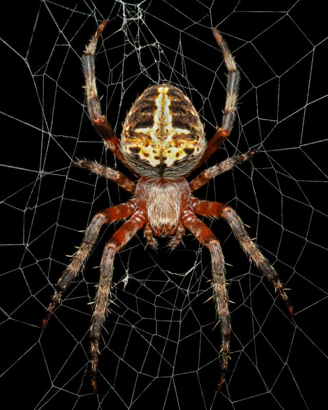 A close-up image of a large spider with a patterned abdomen, resting on an intricate web. The spider's body has a mix of brown and golden hues with white markings, and its legs are hairy with distinct bands. The background is black, highlighting the spider and its web.