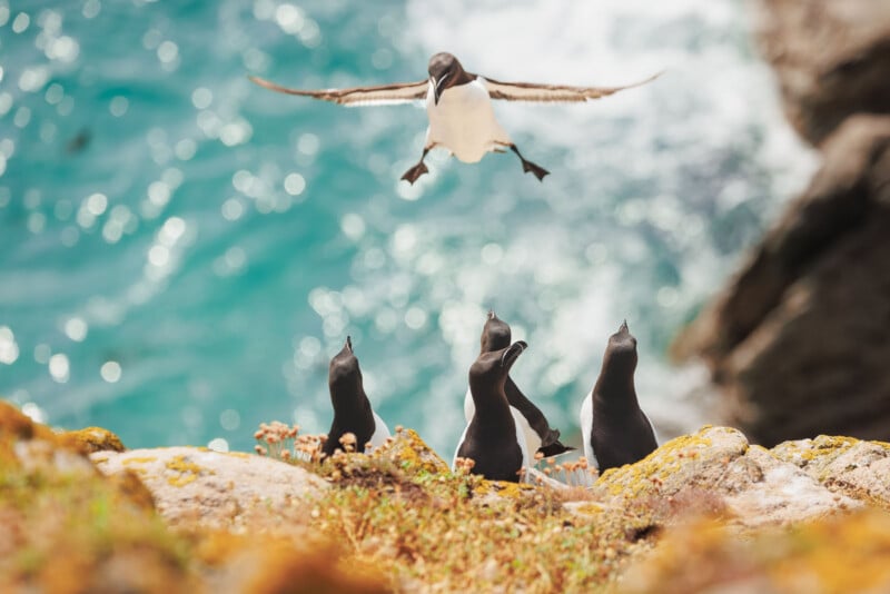 A group of black and white birds is perched on a rocky cliff overlooking the sea. One bird is captured mid-flight above the others, preparing to land. The turquoise water below is blurred with motion, creating a dynamic and lively scene.