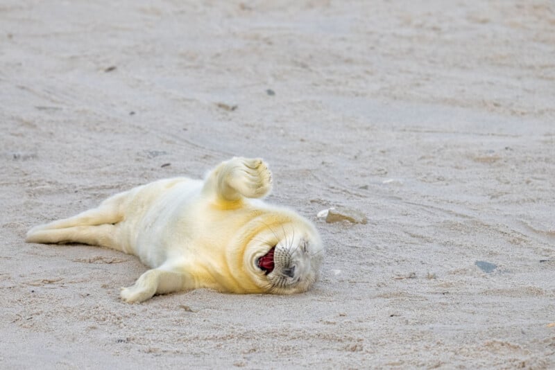 A baby seal lies on its back on the sandy beach with its eyes closed and its mouth open, appearing to be laughing. One flipper is raised towards its face, adding to its playful demeanor.