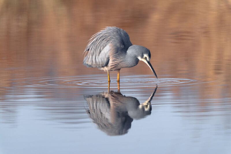 A heron with gray feathers and yellow legs stands in calm, shallow water, its reflection clearly visible. The bird bends its neck down, appearing to search or fish in the water. The background is a soft blur of natural earthy tones.