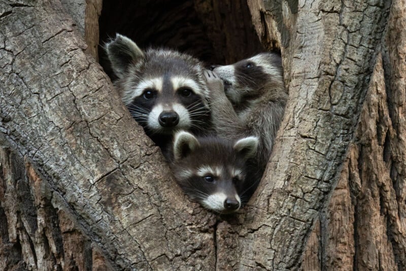 Three raccoons peek out from a tree hollow. The parent raccoon looks ahead while the two young raccoons cuddle close, one of them partially hidden behind the parent. The tree's bark is rough and heavily textured, providing a snug and natural home for the raccoons.