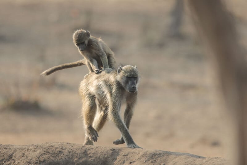 A young baboon rides on the back of an adult baboon as they walk across a rocky surface. The background is a blurred, natural landscape, with muted earth tones suggesting a dry environment. Both baboons appear to be moving forward together.