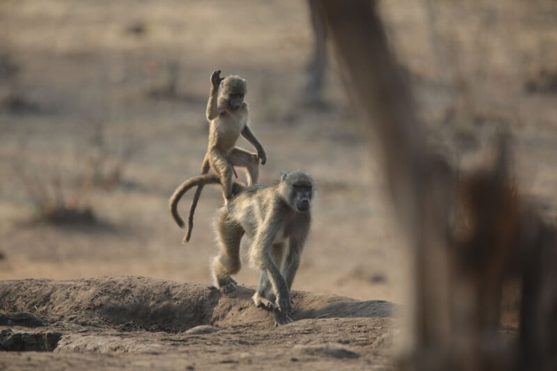 A baby baboon raises one hand while riding on the back of an adult baboon. The adult baboon walks across a dry, barren landscape, focused ahead. The scene is set in a natural habitat with sparse vegetation and soft lighting.