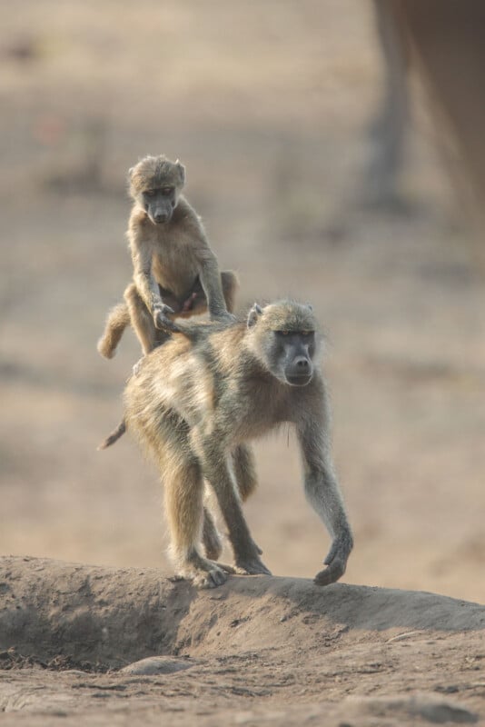 A young baboon rides on the back of an adult baboon as they walk across a dry, barren landscape. The adult baboon is walking cautiously, and both are looking forward. The background is blurred, highlighting the focus on the two baboons.