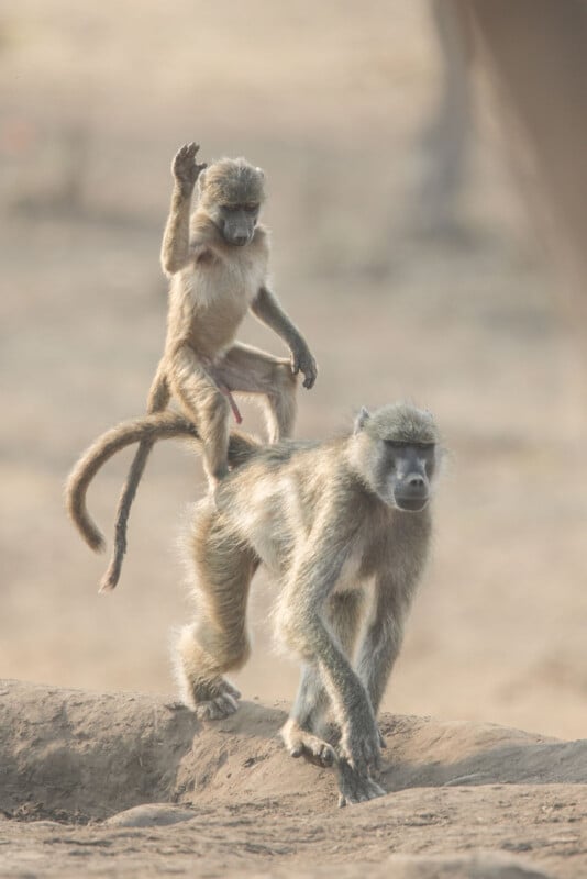 A small baboon sits on the back of a larger baboon who is walking. The smaller baboon is raising one arm in the air. The scene appears to be in a natural, outdoor setting.